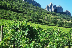 Dentelles de Montmirail