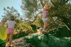 Olive harvest season, almond harvest season, citrus harvest season