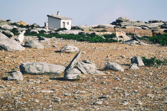 Of course I went to revisit my first sunrise encounter with the infamous goats on Ammoudia, Ag. Panteleimonas