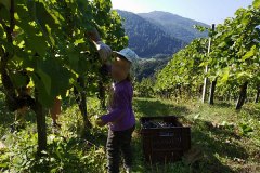 Zlatolas harvest again and again