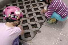 planting wildflower seeds because simple green lawns are boring