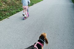 walking a reluctant basset hound that has since returned to Finland after a couple expat years in Ljubljana